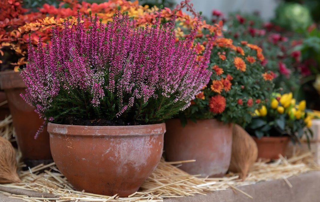 Herbst genießen! Herbstdeko für Balkon und Terrasse gibt’s bei uns!