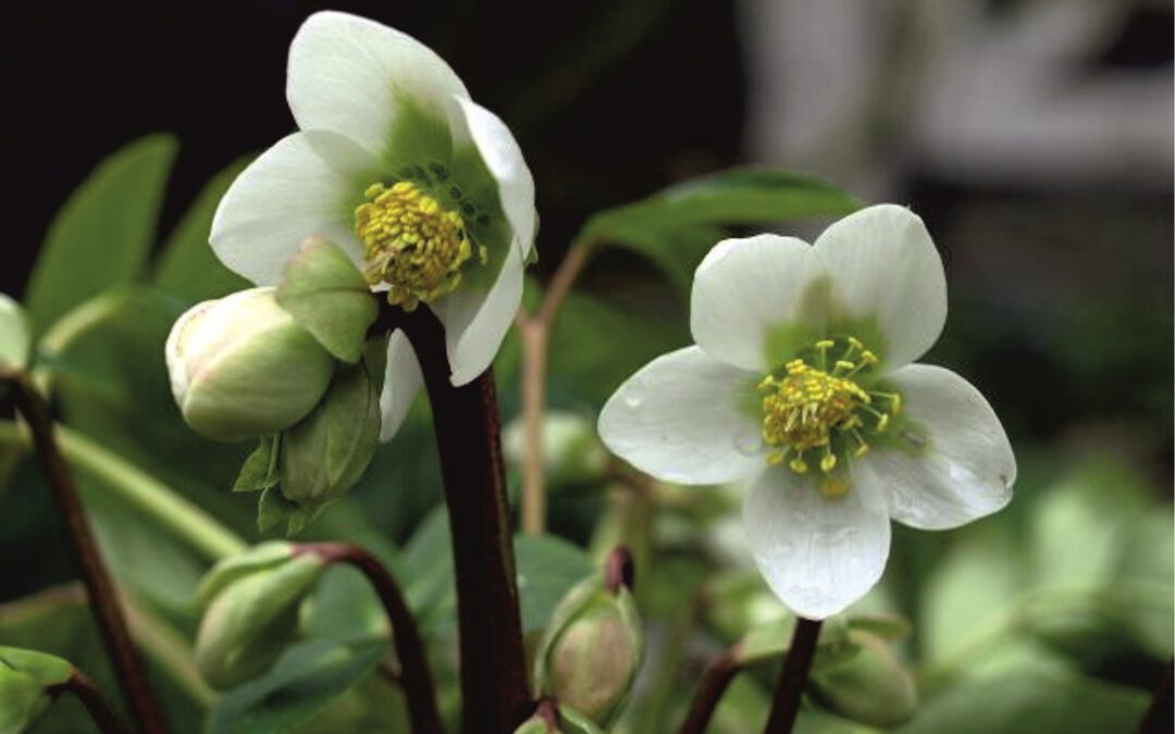 Wir wünschen Ihnen ein gutes Neues Jahr!