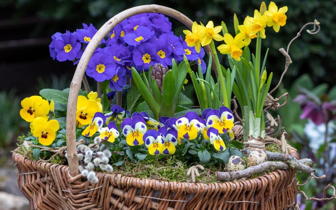 Botschafter für den nahenden Frühling